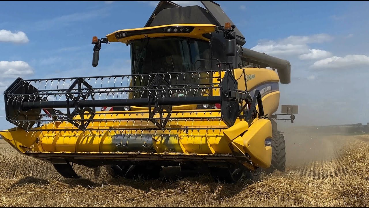 Koszenie pszenicy 2024 żniwa z kamera na głowie