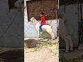 chari palwan agaya goat🐐🐐🐐🐐 ke sat #foryou #comedyforever #comedyforever #funny #funny #craziest
