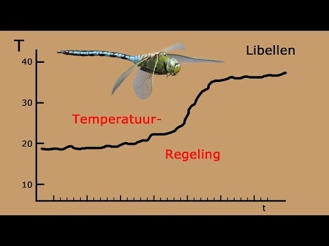 Libellen, Temperatuurregeling