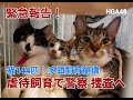 【緊急レポ】猫144匹!神奈川県で"大規模多頭飼育崩壊"発生! 警察は動物愛護法違反の疑いで捜査へ