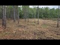 Forestry mulching area by ponds