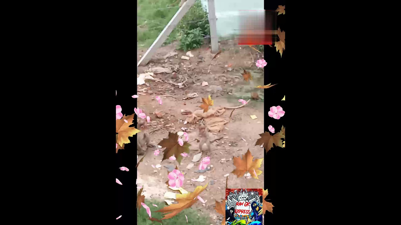 Standing monkey 🐒 eating beans so cute