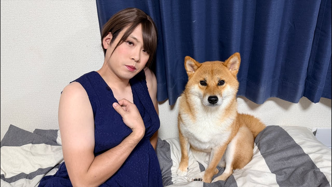 mayuppe　柴犬&チワワ　6点 Nobunaga the Chihuahua is currently live streaming [Owner and dog