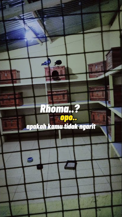 Story WA #Roma ngarit