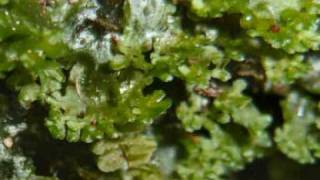 mosses & liverworts