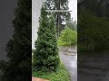Звук🤤🤤🤤 за это уже можно любить дождь ,под него уютиться дома вдвойне приятнее 😍#florida #travel