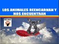 PERROS GATOS | LOS ANIMALES REENCARNAN Y NOS ENCUENTRAN | Espiritualidad Animal