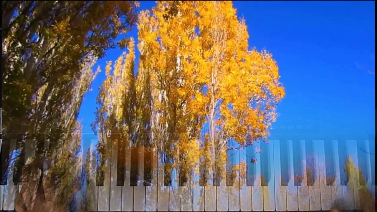 Дерево на ветру. Лист на ветру. Осень зонт. Слушая гул осеннего ветра. Осень ветер.