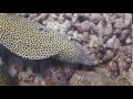 Octopus vs Moray Eels