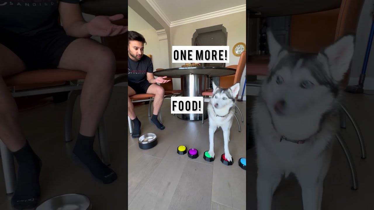 Sapphie The Pomsky Gets HANGRY