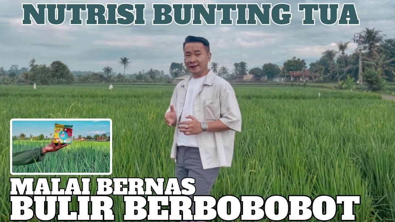 Penyemprotan padi bunting tua dengan paket Boom padi max nutrisi supaya malai padi bernas & berbobot