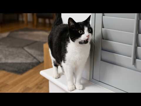 Cat Zoomies & Barking