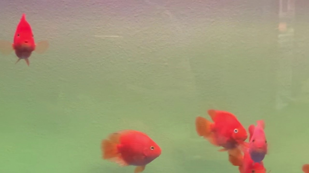 Tempered Glass Fish Tanks YouTube