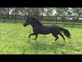 Horses Run Around Pasture (5/15/2016)