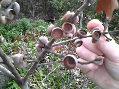 Wild foraging In Central Florida! Acorns..