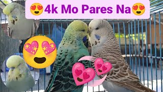 Vlog341 Euro Budgie Daming Pag Pipilian Dito Malabon Pet Market 🦜😱🦜 by D4NUC  4VI4RY 2,855 views 1 month ago 29 minutes