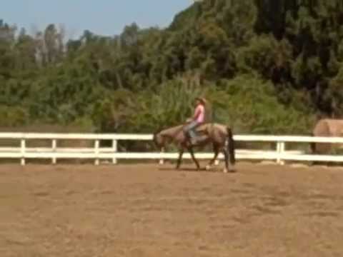 "Rad To The Roan" 2006 AQHA mare by Radical Rodder