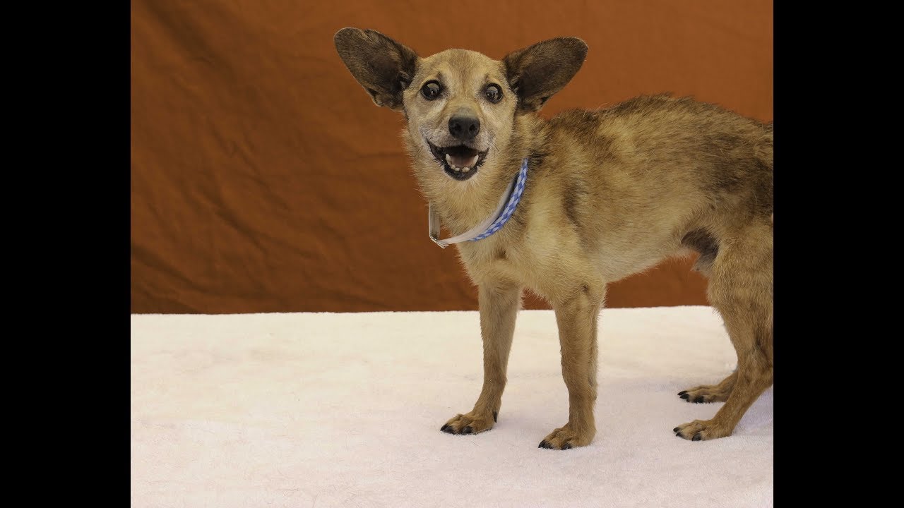 dog adoption mauritius A5085736 Bugsy | Carolina Dog/Chihuahua