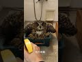 今日のジュニ君🦉水浴びトコトコです