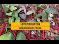 HOYA PROPAGATION : Using cocohusk & pafcal