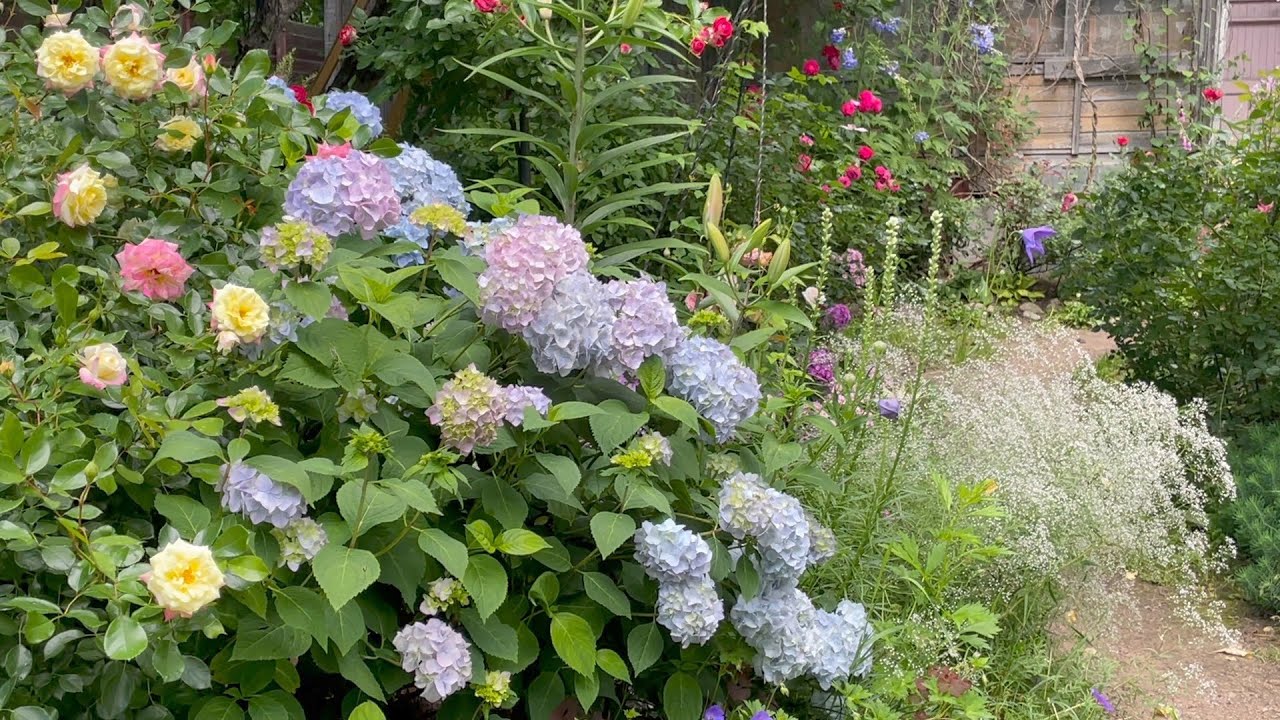 Июль в Саду 19 июля 2024 часть 1