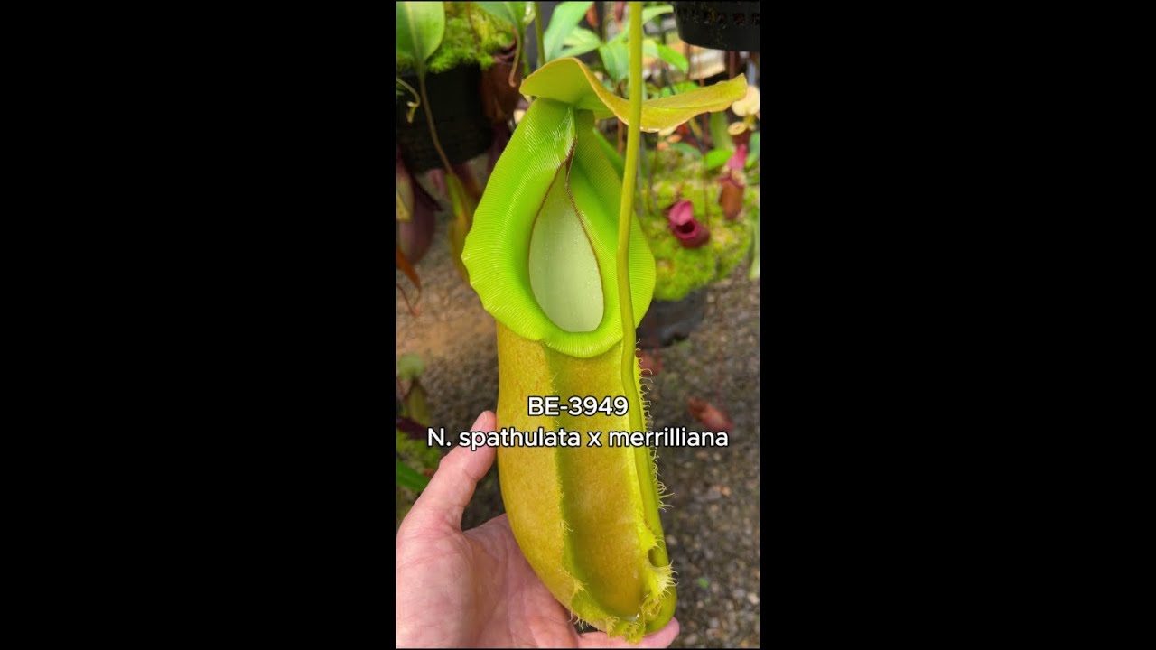 Spotlight on N. spathulata x merrilliana | BE-3949