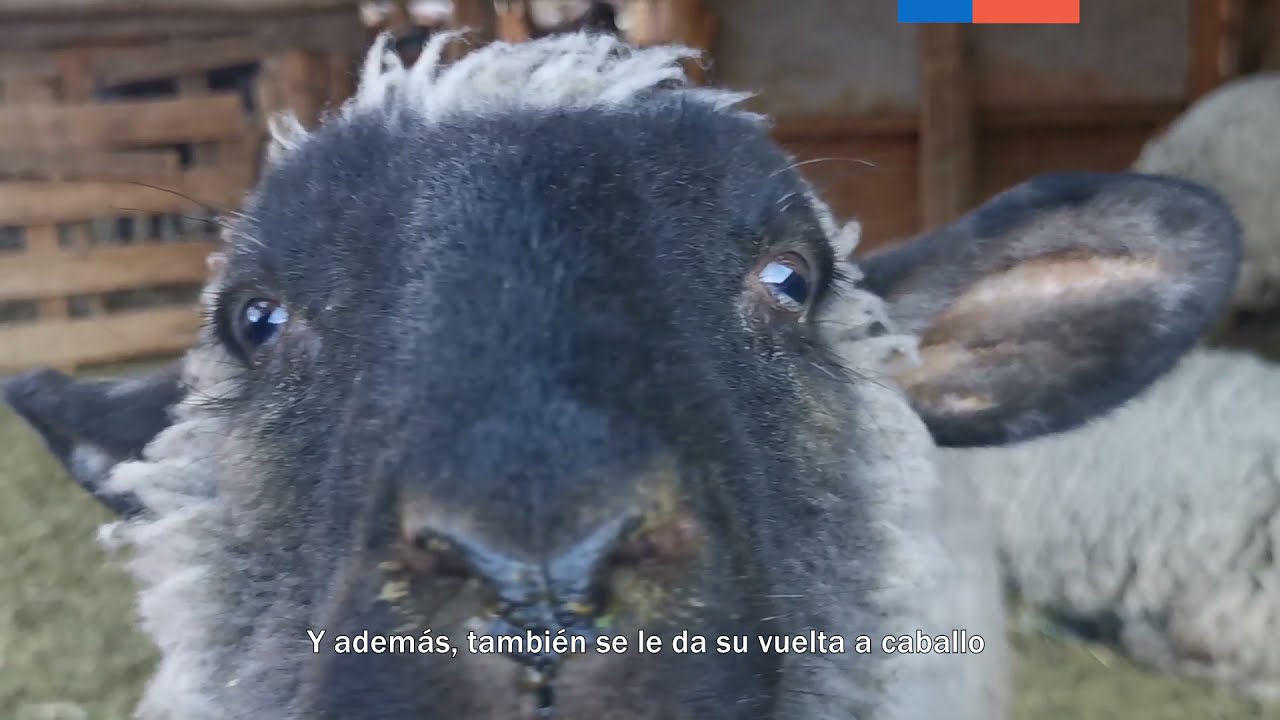 AGROTURISMO EN LA REGION DE COQUIMBO, CHILE / Provincias de Elqui / Limarí / Choapa