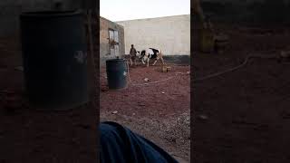 #Australian #cow in my #farm #chakwal #pk #2021