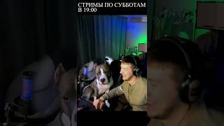 Амстафф Локи 3 года | В Субботу в 19:00 Всех Ждём | Стаффорд | Amstaff Loki