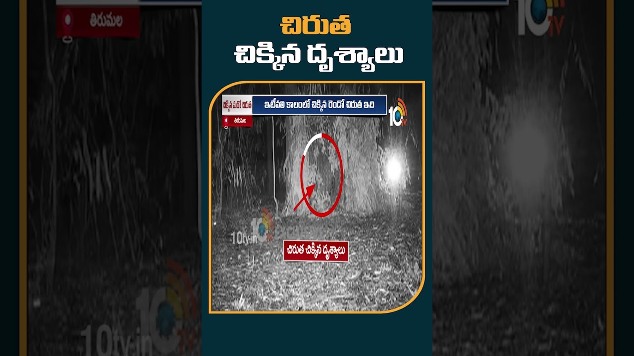 చిరుత చిక్కిన దృశ్యాలు 