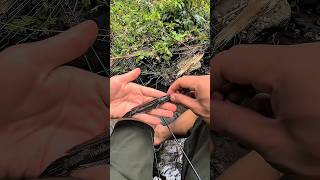 Dapat banyak ikan channa hasil mancing microfishing#shorts #mancing #microfishing #channa