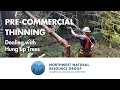 Pre-Commercial Thinning - Dealing with Hung up Trees