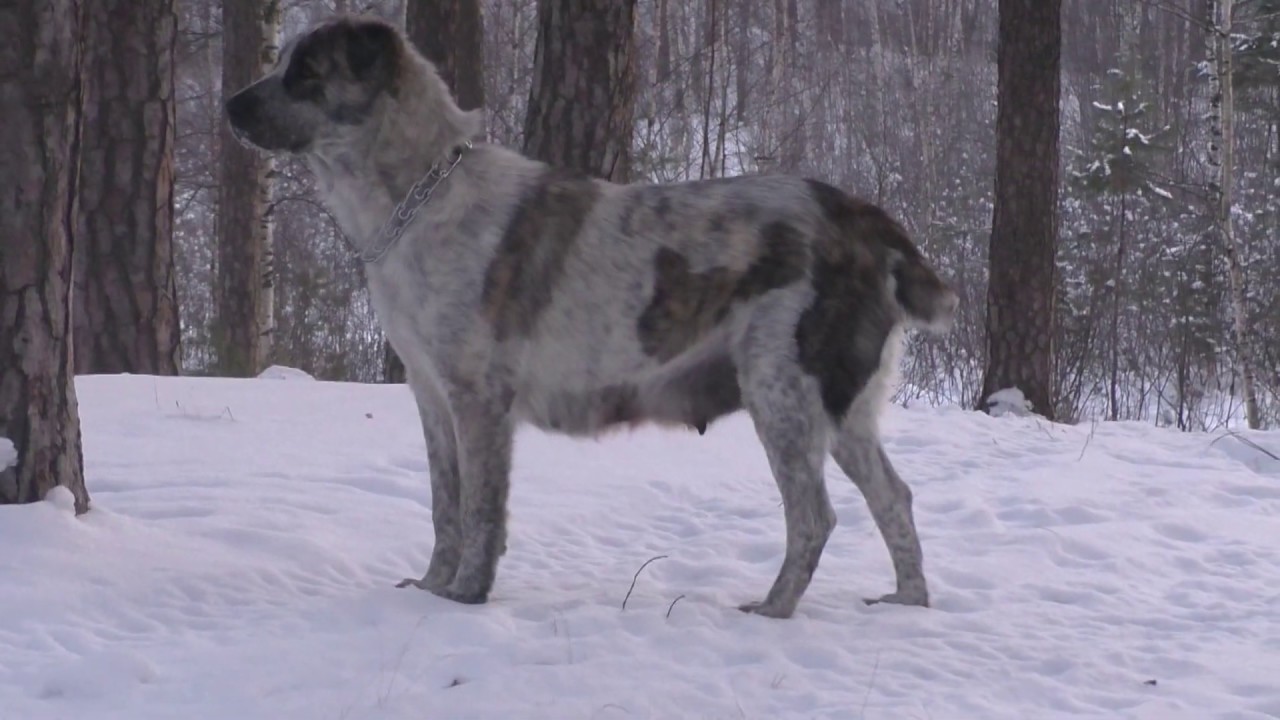 Кормление взрослого алабая, часть 1.