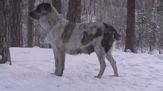 видео: Кормление взрослого алабая, часть 1. картинка: Кормление взрослого алабая, часть 1.