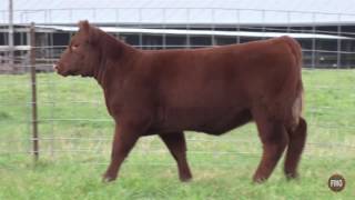 Smith Cattle Company tag 15