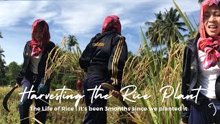 [Harvesting] The Life of Rice in Bohol, Philippines
