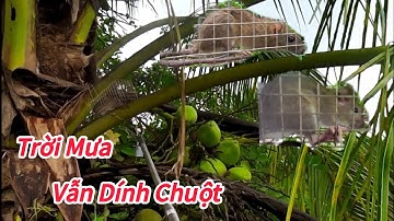 Thăm Bẫy Chuột Lúc Mưa - Cực Mà Vui Lắm!