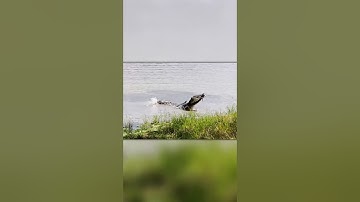 Krokodil versus Python — Het gevecht dat je moet zien!
