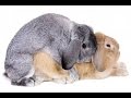 Размножение кроликов в домашних условиях, все нюансы
