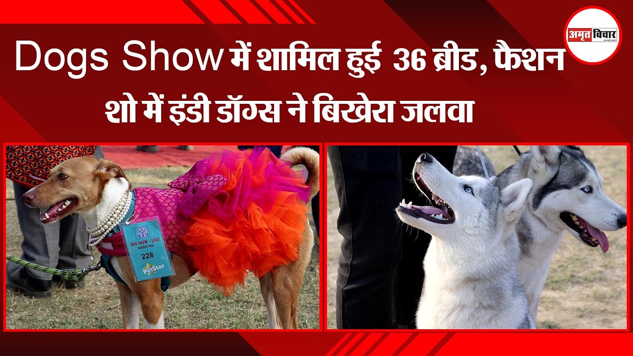 लखनऊ Dogs Show में शामिल हुई 36 ब्रीड, फैशन शो में इंडी डॉग्स ने