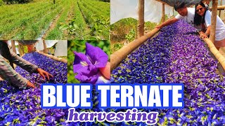 BLUE TERNATE PICKING