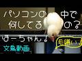 パソコン画面が気になってしようがない白文鳥ふーちゃん　文鳥動画