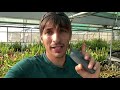 Evitar que se quemen las Dionaea | Plantas carnivoras | Carniplant