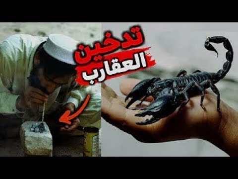 إدمان العقارب أخطر مخدر في العالم