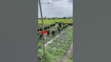 Hoa Cúc Giống Đại Đóa Pha Lê Ninh Giang Khánh Hòa A NHÀN | Khu A Xuất Thâm Niên Liên Tỉnh #short