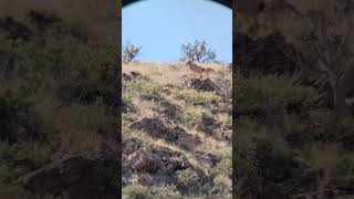 West Texas Aoudad Ram Kill Shot