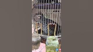 Tiếng chim đa đa mồi gáy gọi bổi chuẩn 100%