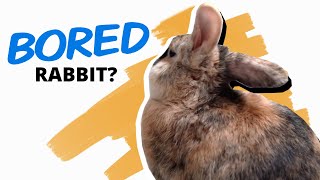 Is Your Rabbit Bored?