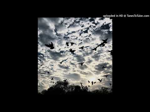 WARYKID, UMSY - стая птиц