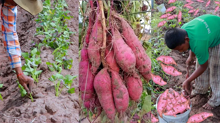 How to Grow and harvest Sweet Potato (Java potato​)  -  Agriculture Technology - DayDayNews